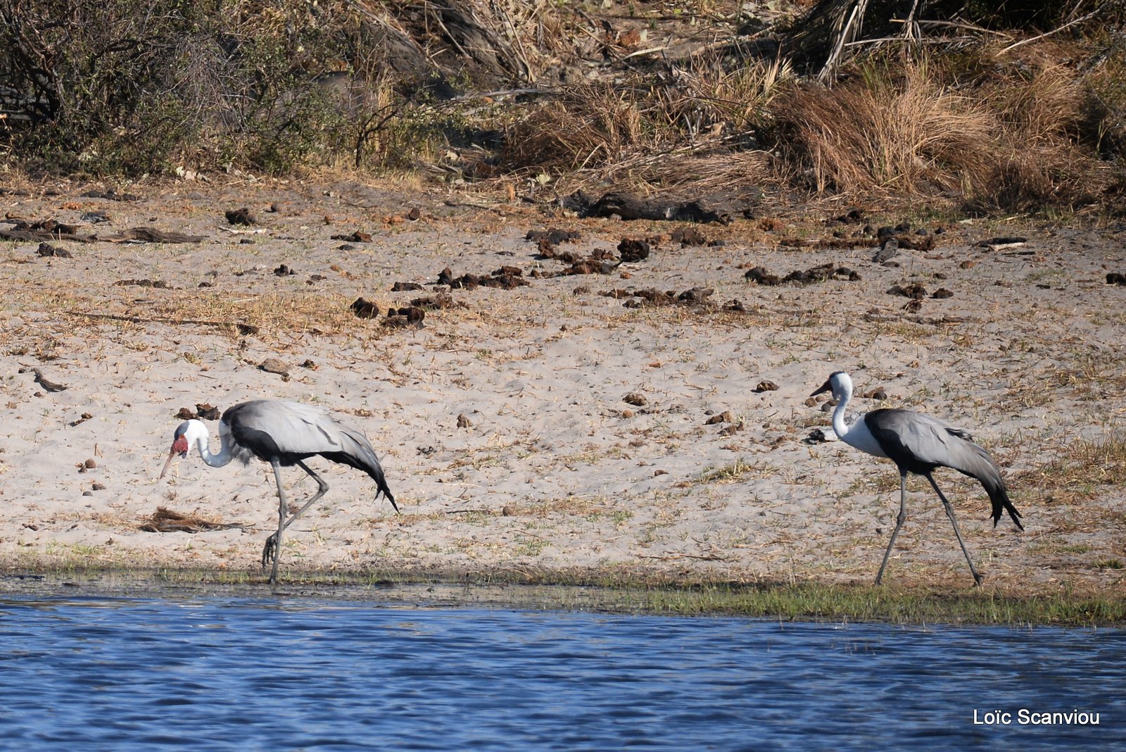 Grue caronculée/Wattled Crane (1)