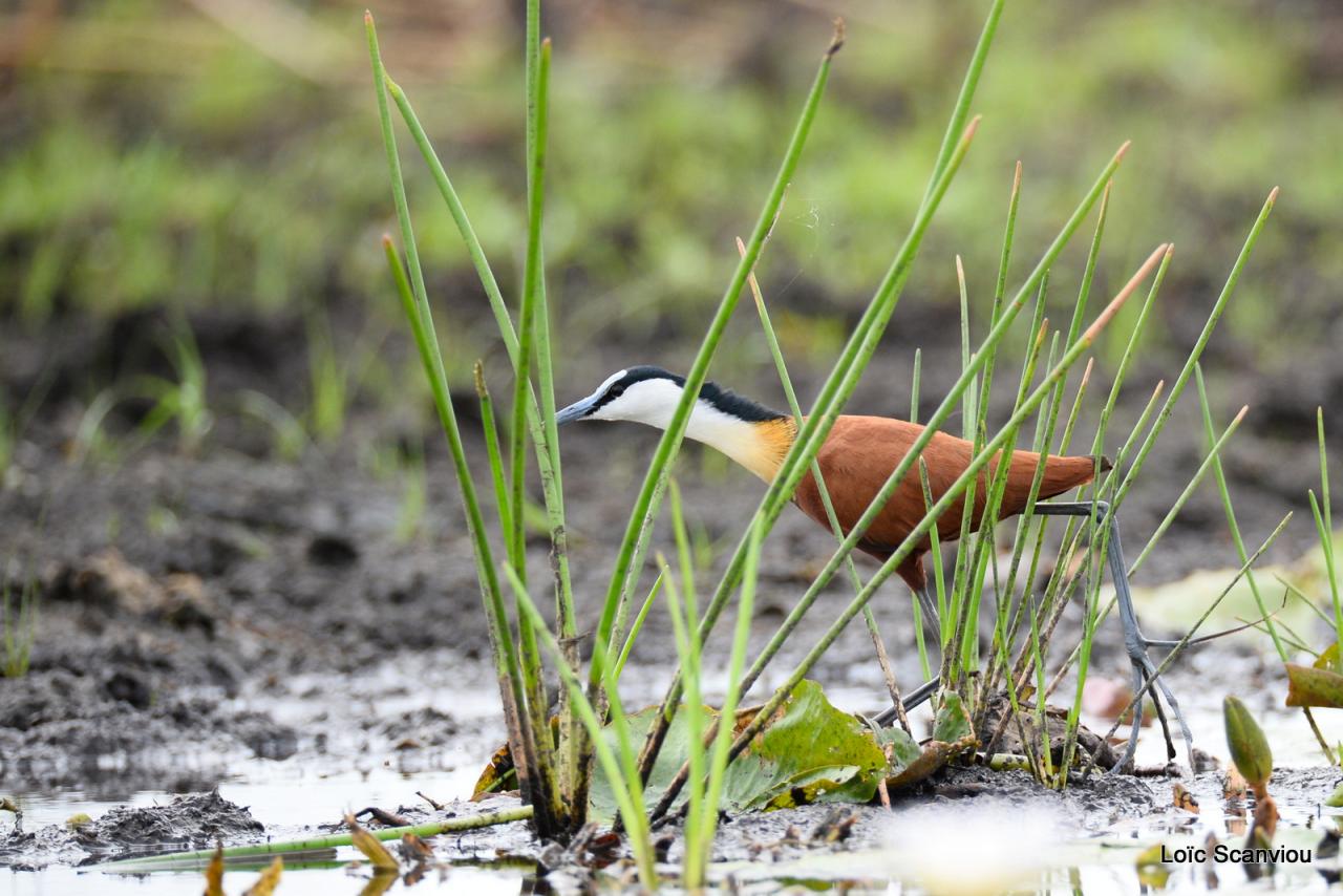 Jacana à poitrine dorée/African Jacana (3)