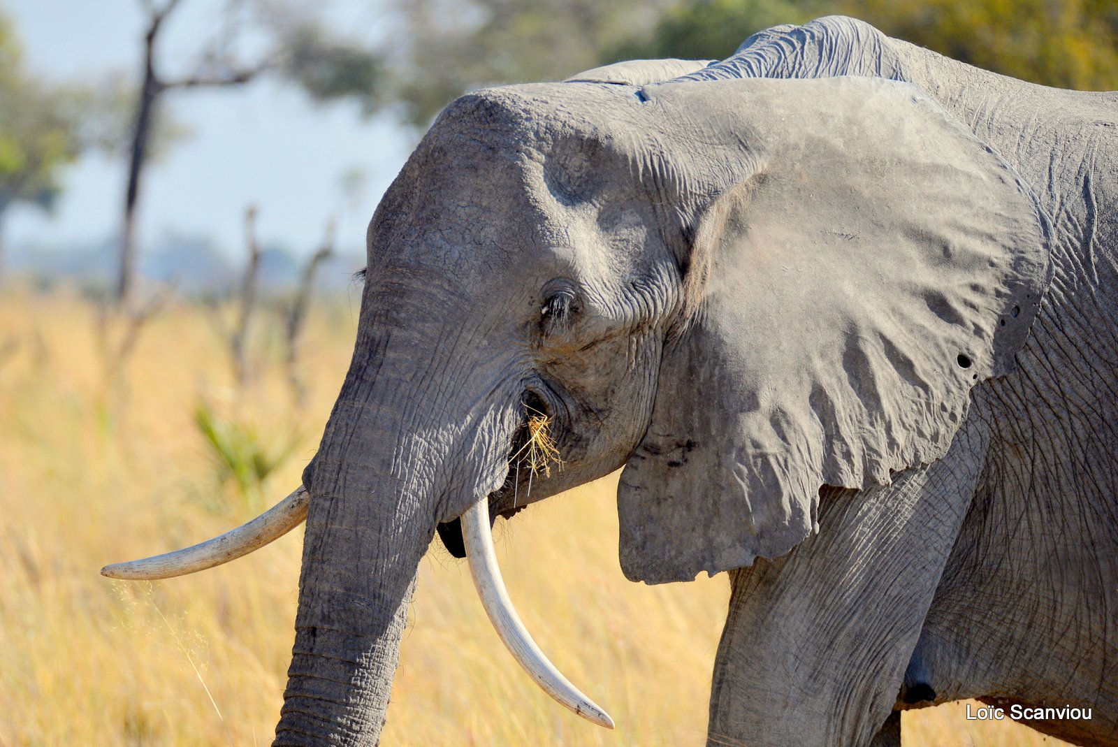 Eléphant d'Afrique/African Elephant (4)