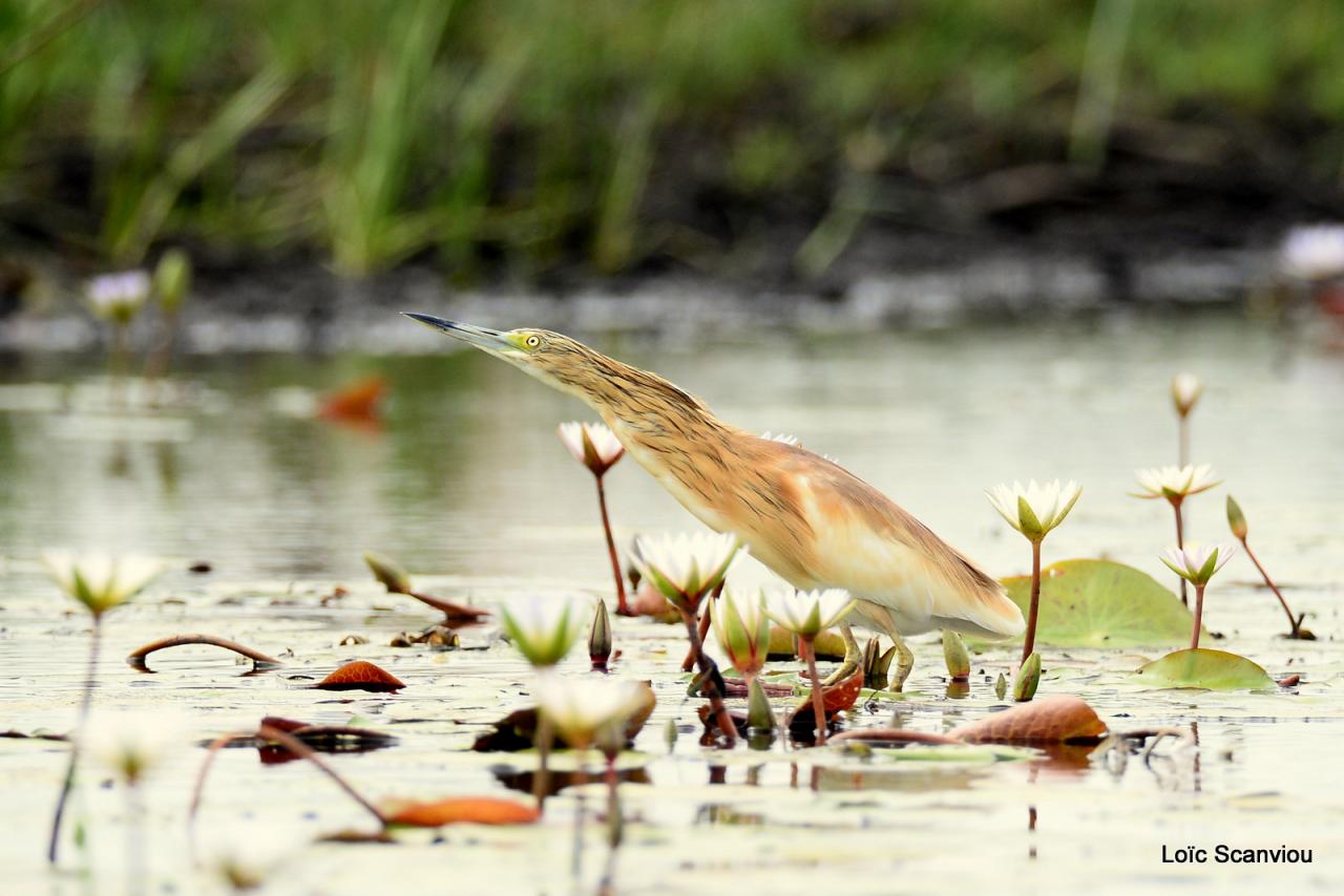 Crabier chevelu/Squacco Heron (3)