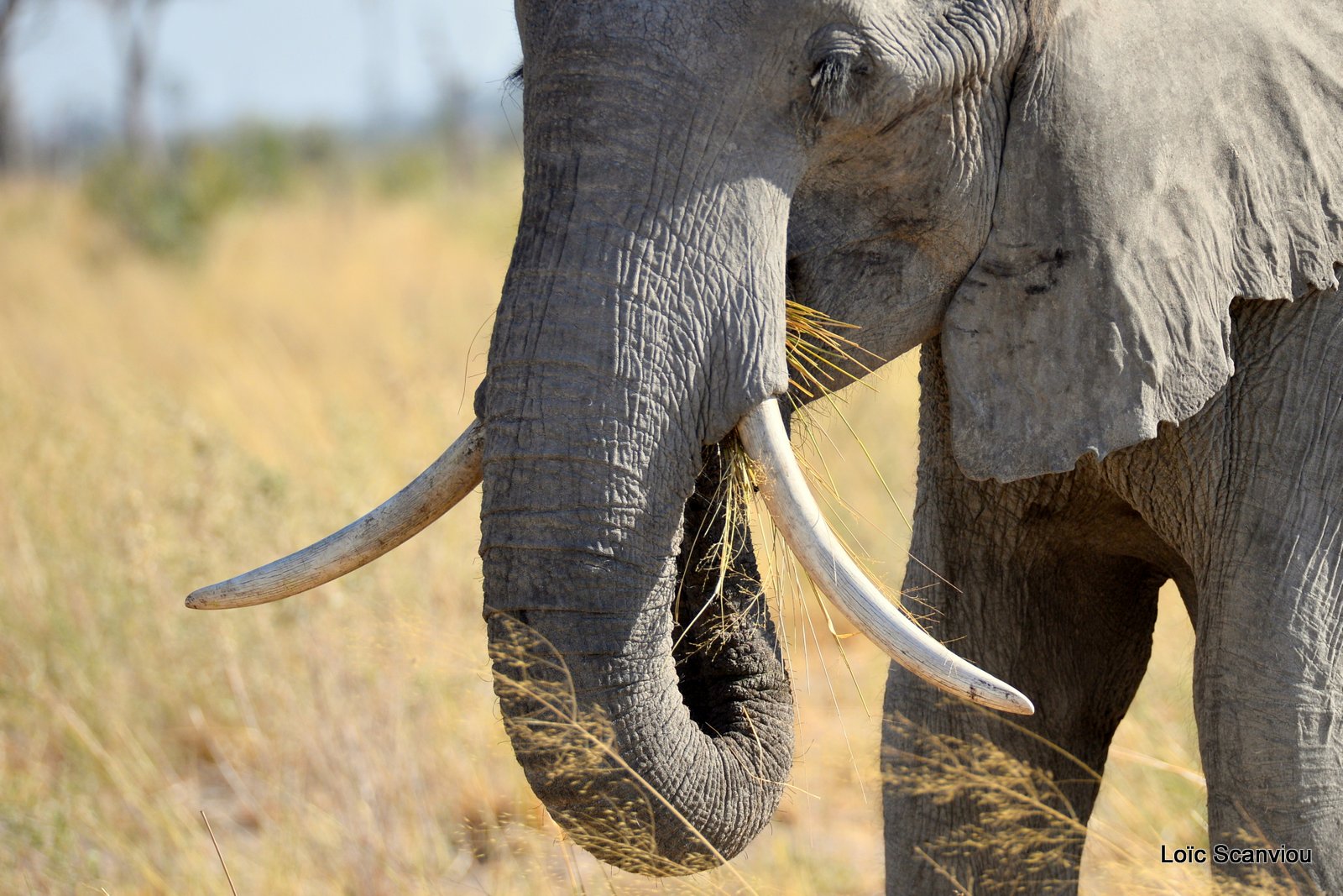 Eléphant d'Afrique/African Elephant (5)