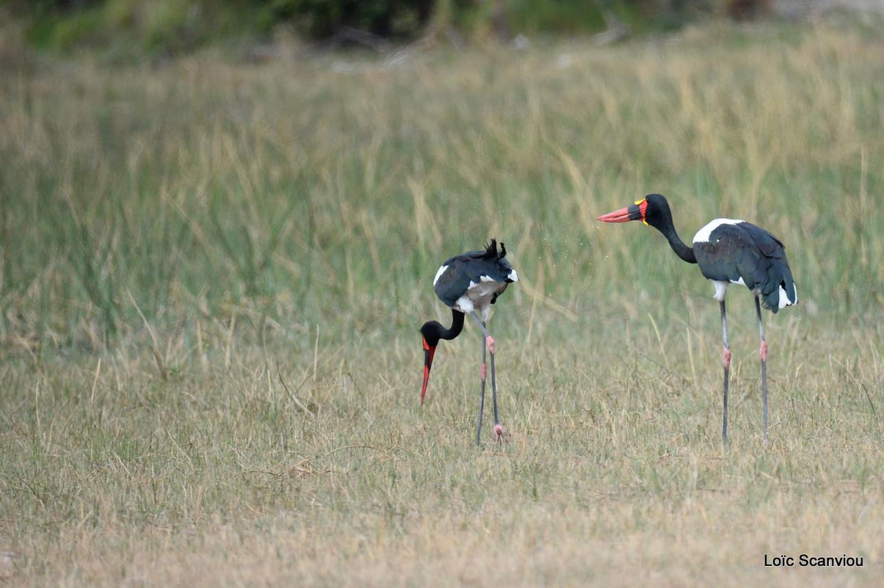 Jabiru d'Afrique/Saddle-billed Stork (1)