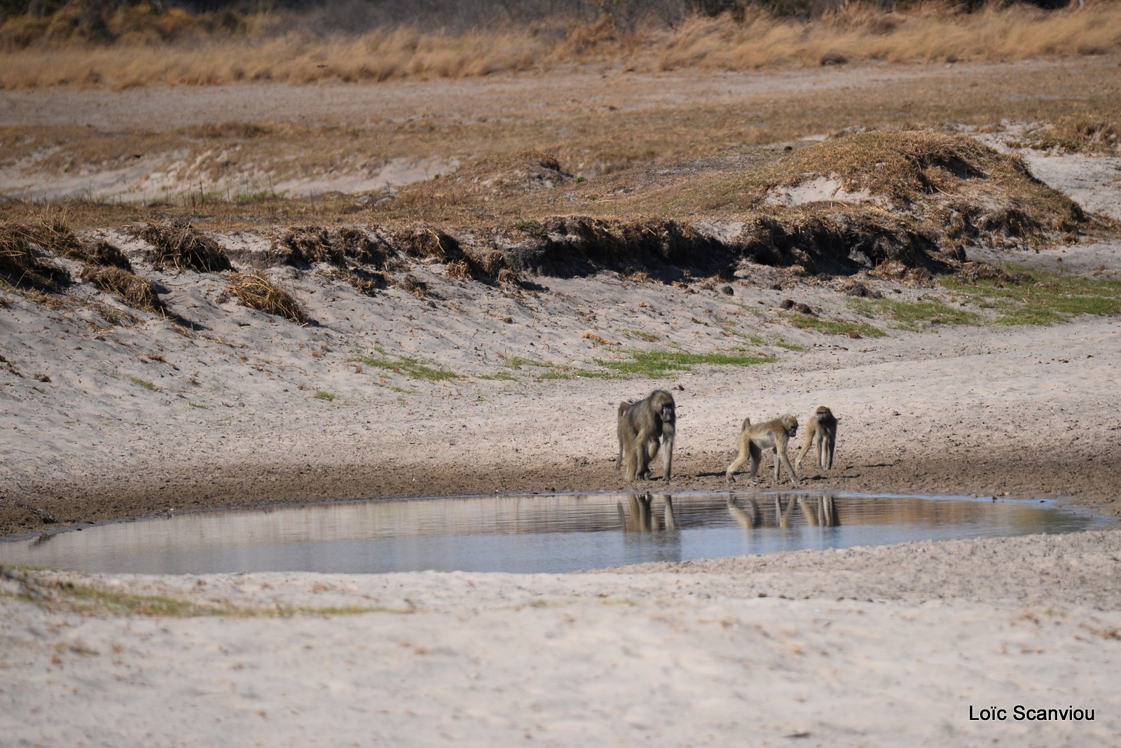 Babouin chacma/Chacma Baboon (1)