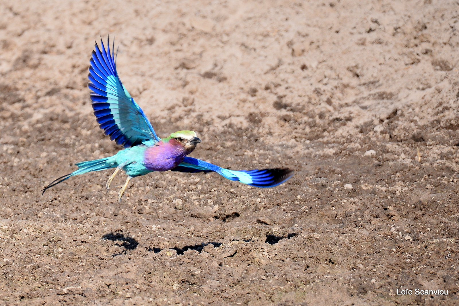 Rollier à longs brins/Lilac-Breasted Roller (1)