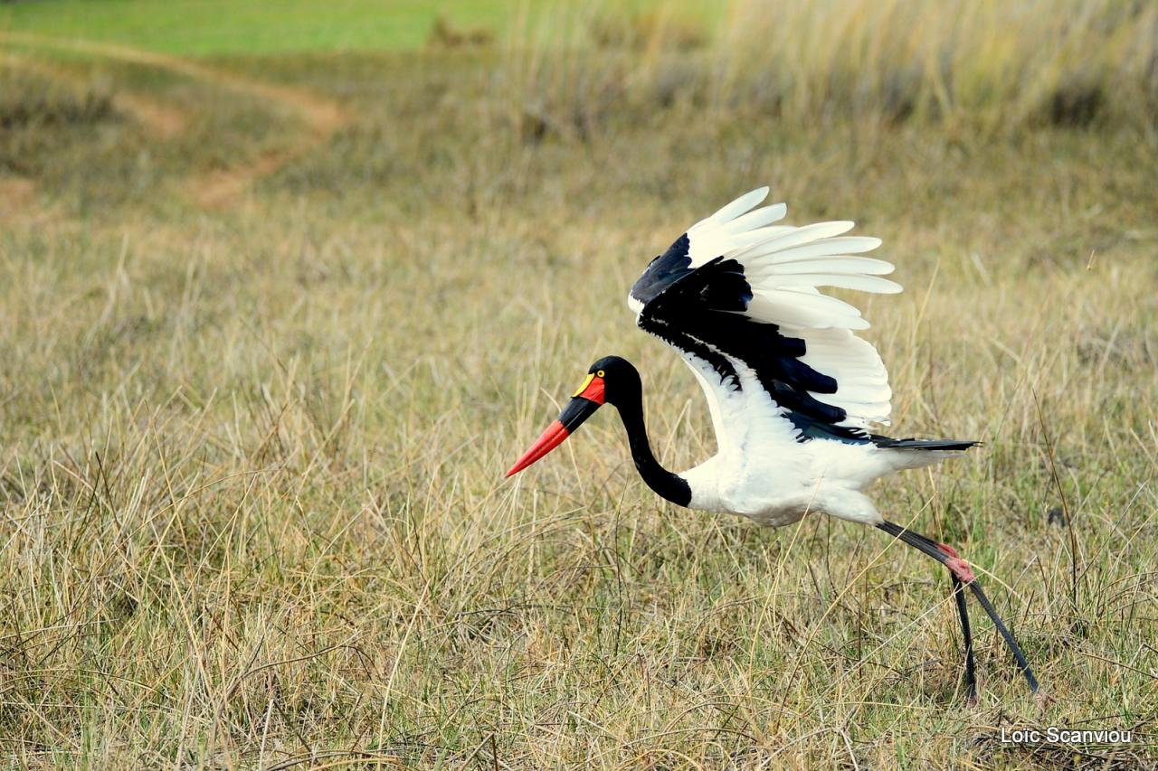Jabiru d'Afrique/Saddle-billed Stork (
