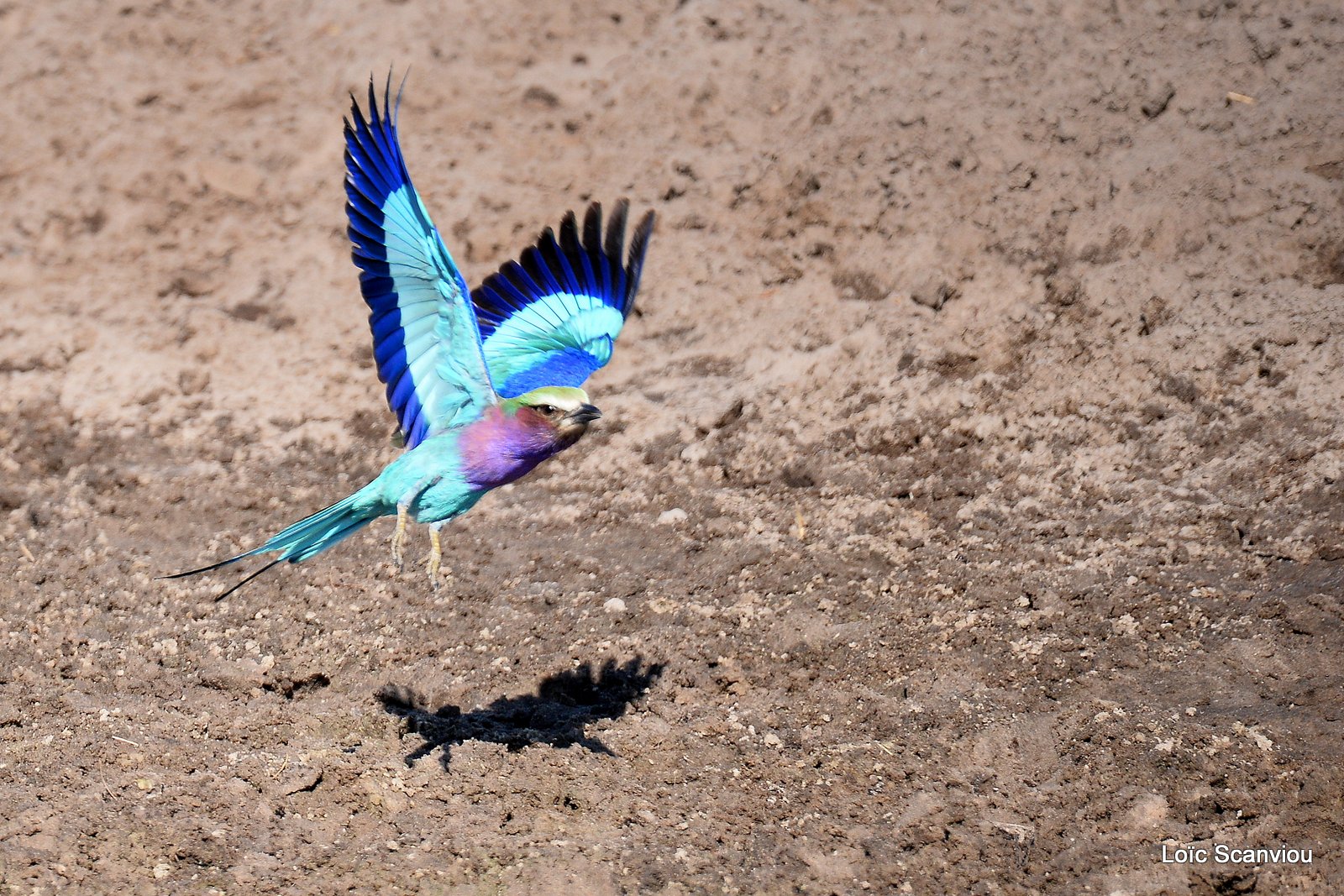 Rollier à longs brins/Lilac-Breasted Roller (2)