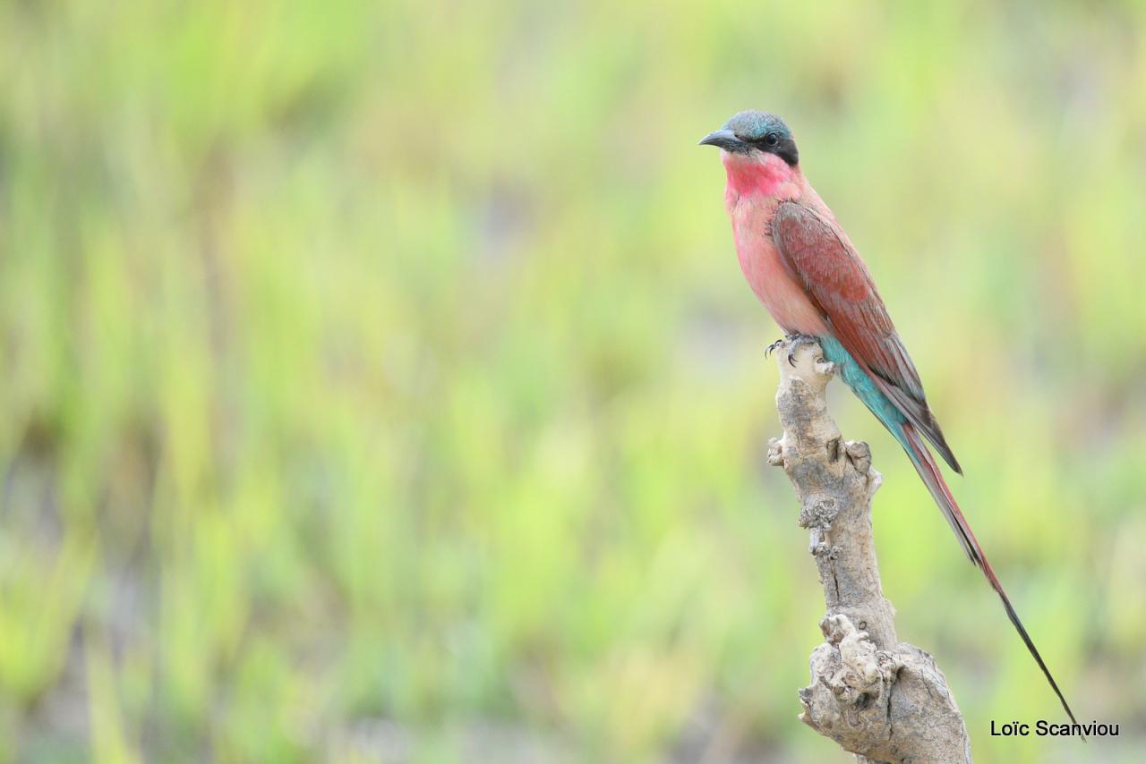 Guêpier écarlate/Southerne Carmine Bee-Eater (1)