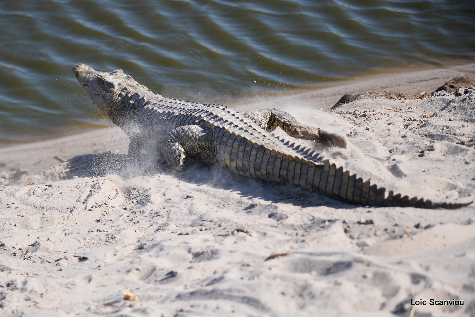 Crocodile du Nil/Nile Crocodile (1)