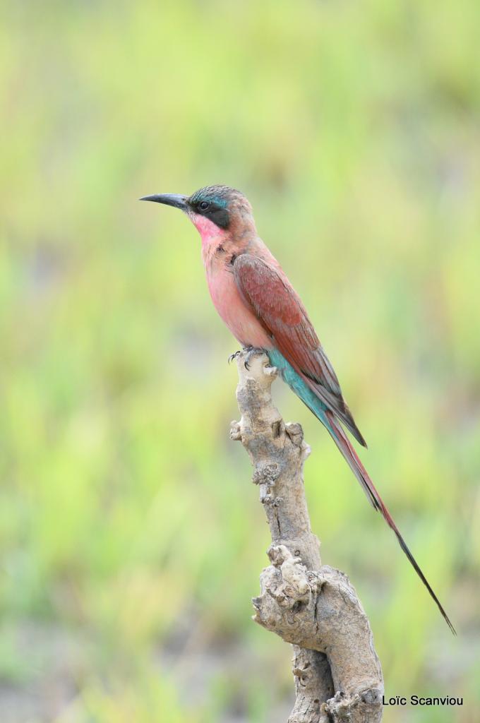 Guêpier écarlate/Southerne Carmine Bee-Eater (2)