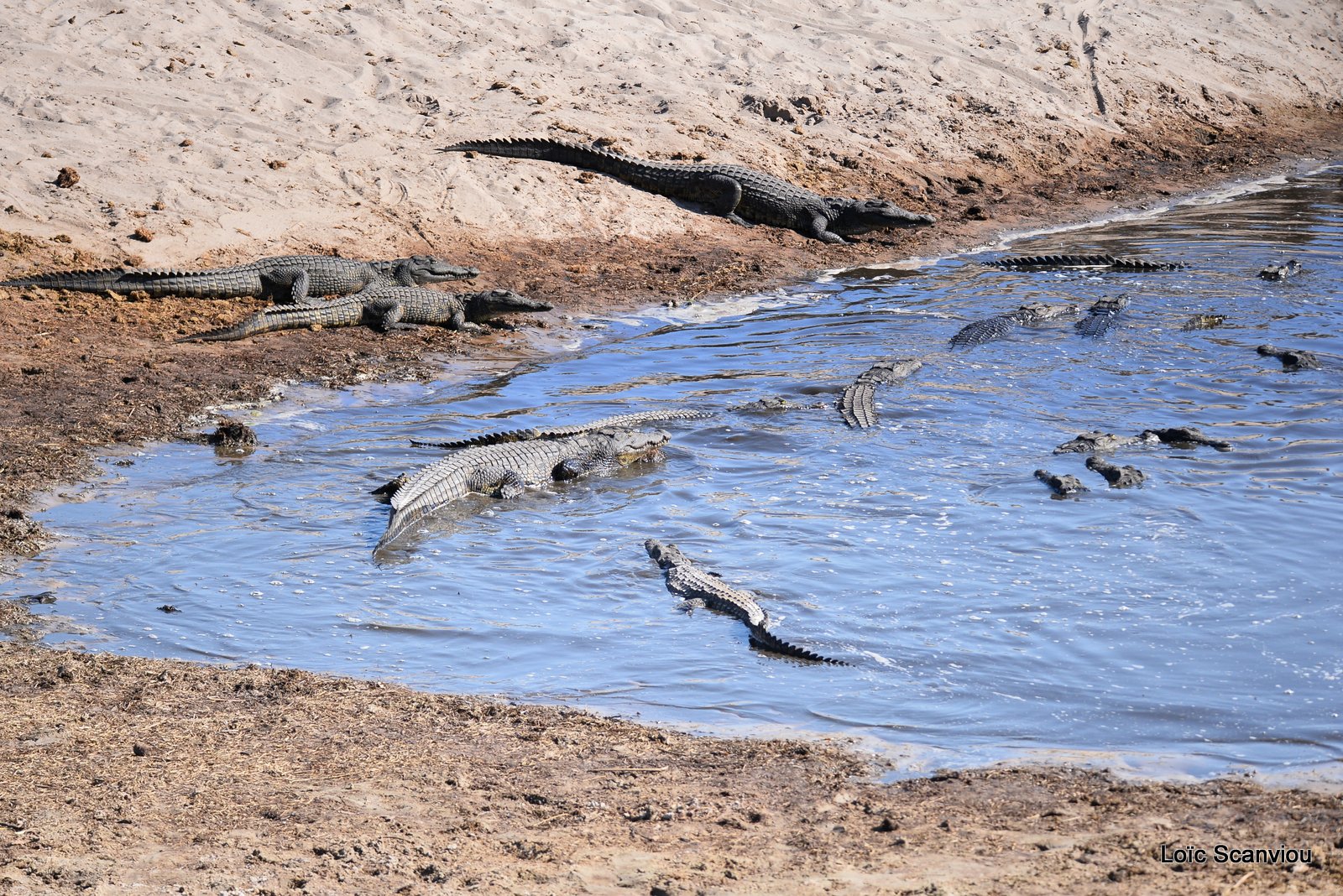 Crocodile du Nil/Nile Crocodile (2)