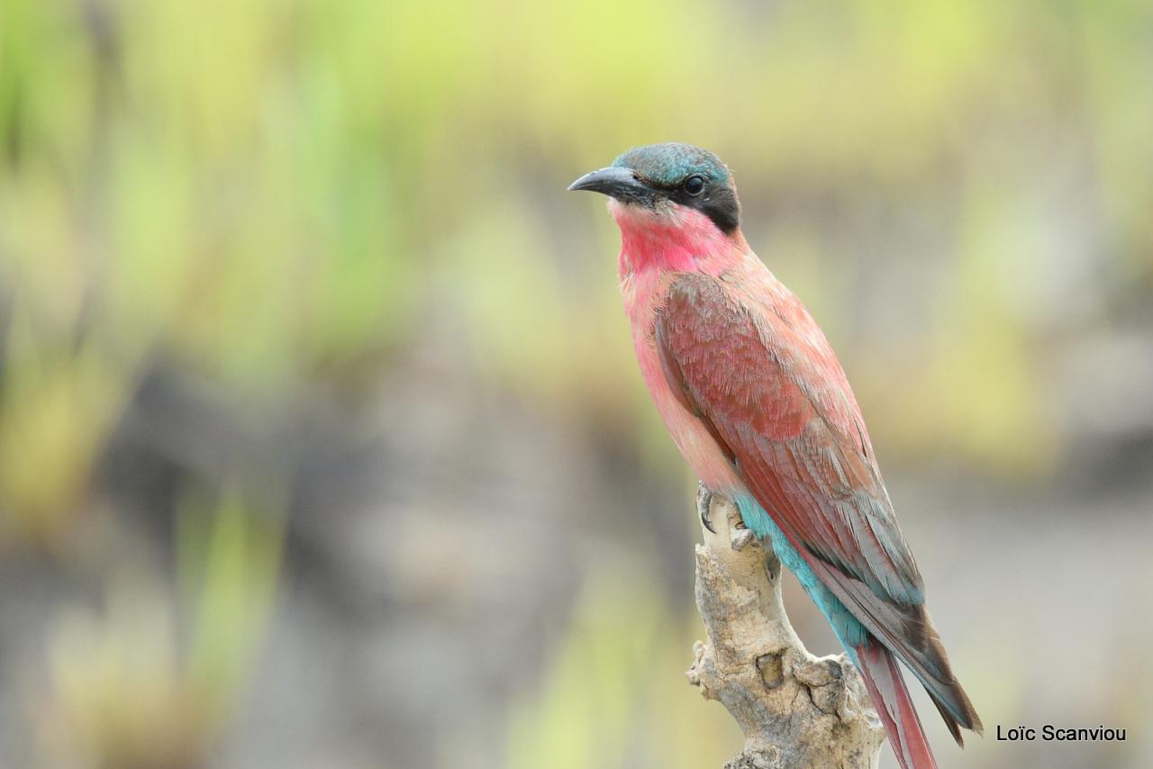 Guêpier écarlate/Southerne Carmine Bee-Eater (3)