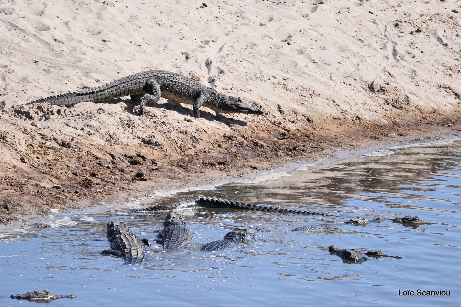 Crocodile du Nil/Nile Crocodile (3)