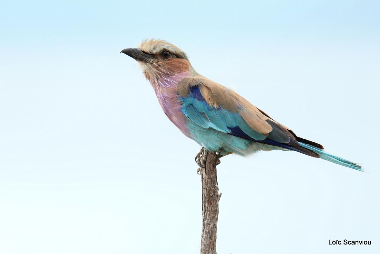 Rollier à longs brins/Lilac-breasted Roller (1)