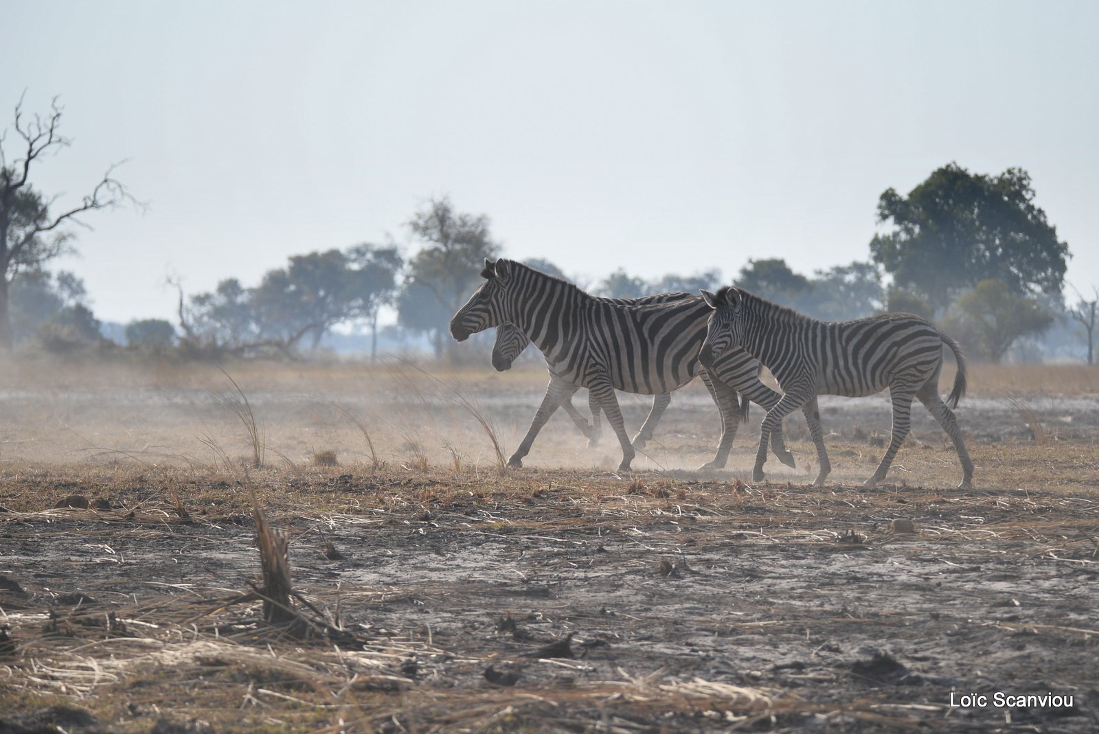 Zèbres/Zebras (2)