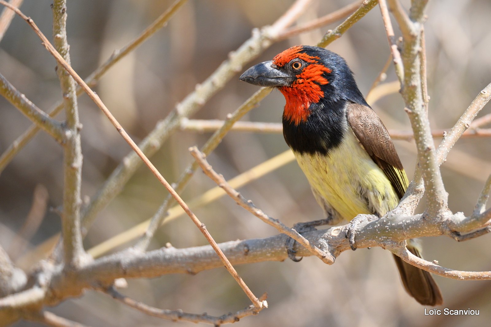 Barbican à collier/Black-collared Barbet (3)