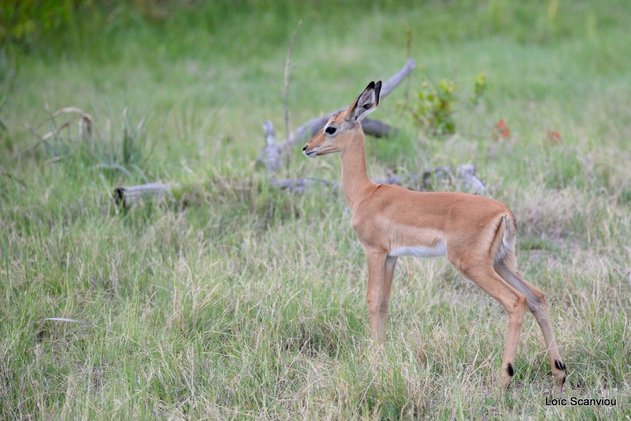 Impala (1)