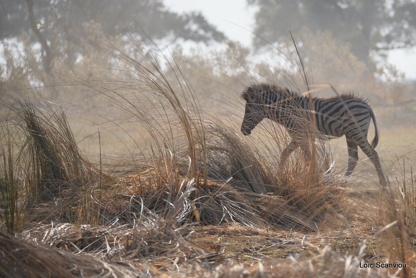 Zèbres/Zebras (3)