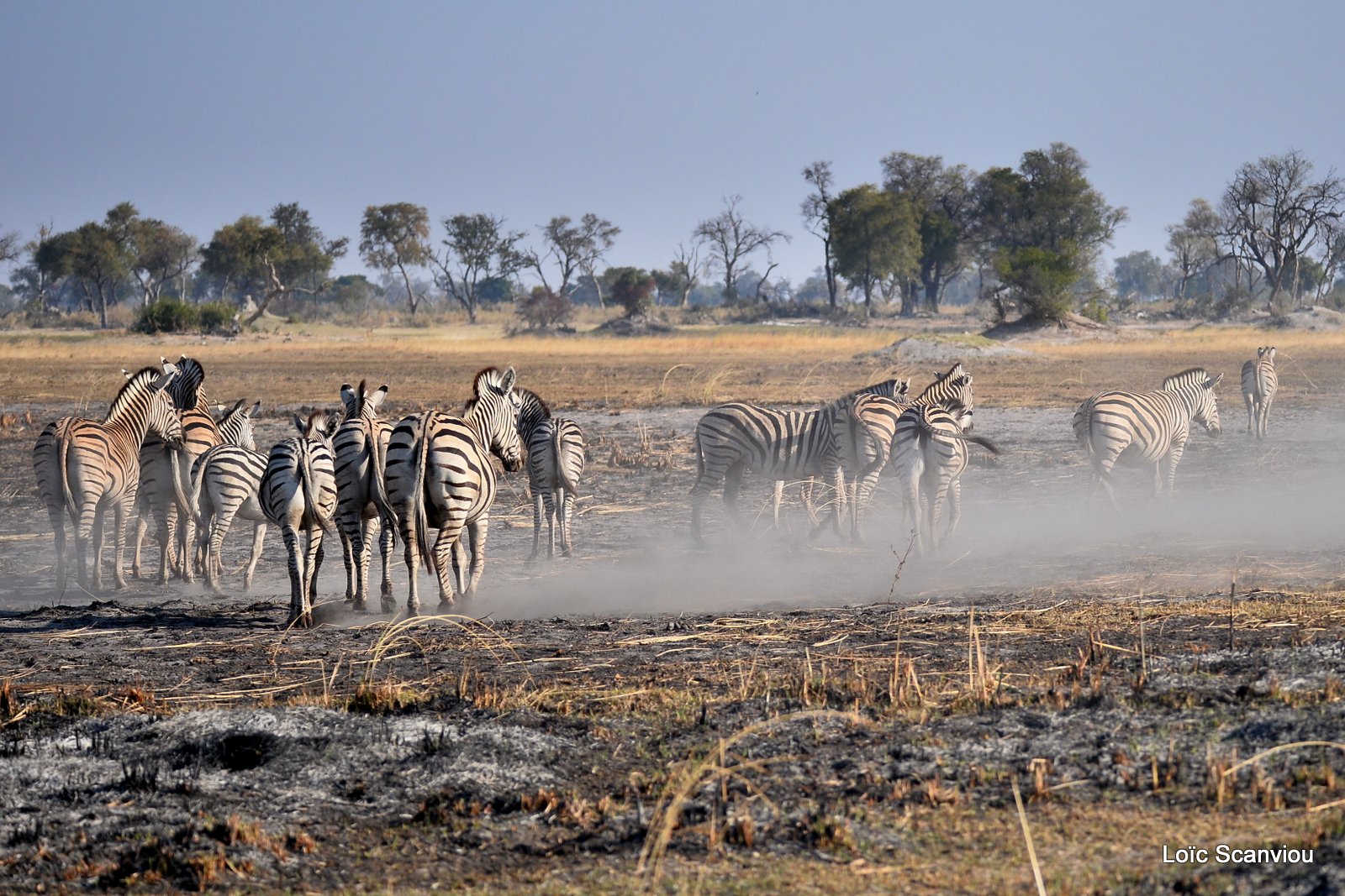 Zèbres/Zebras (5)