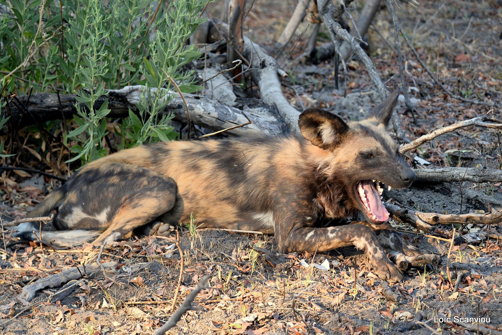 Lycaon/African Wild Dog (11)