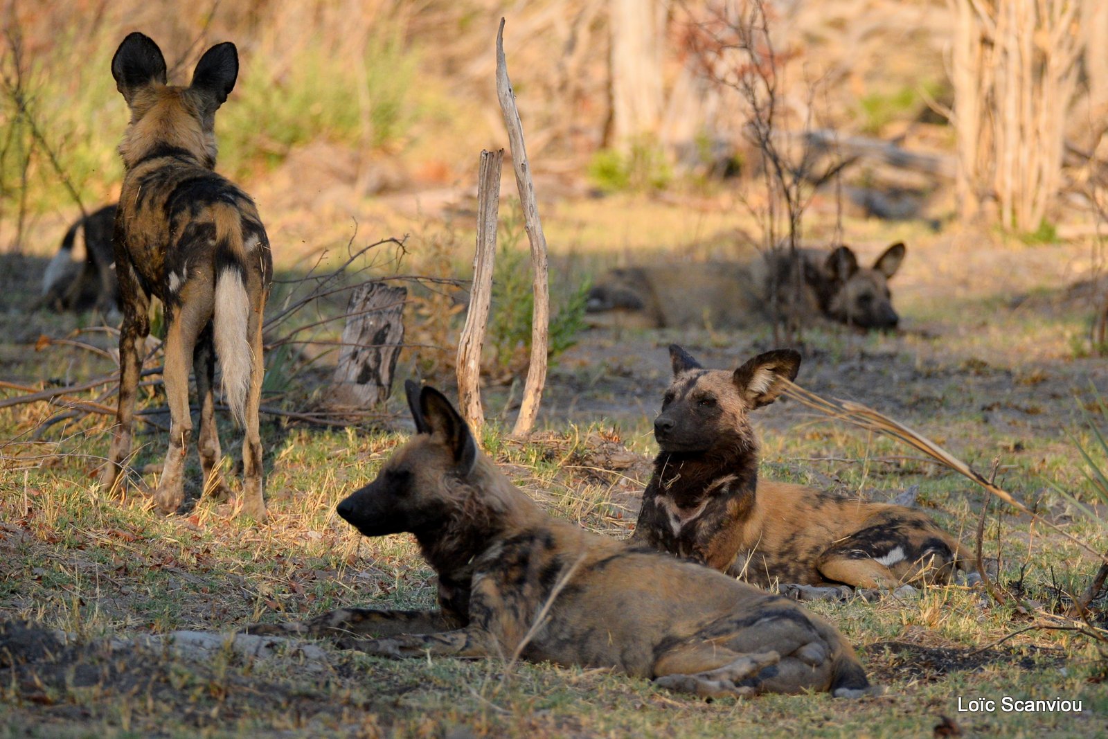Lycaon/African Wild Dog (12)