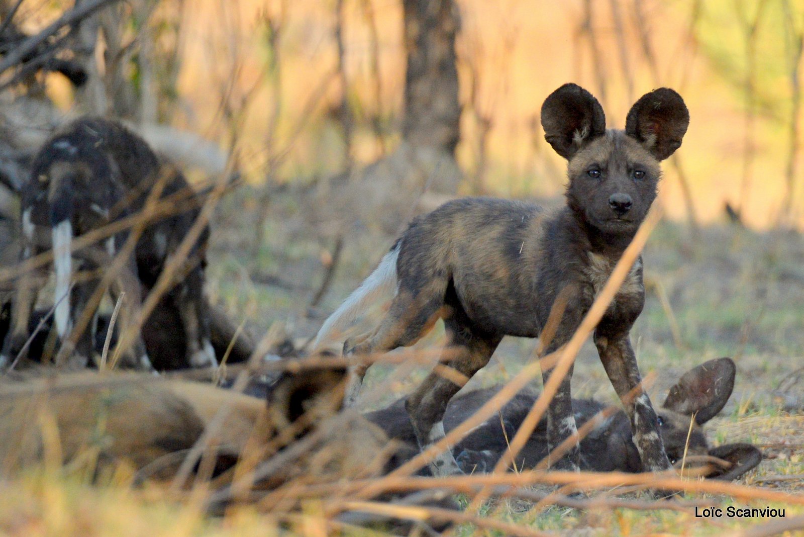 Lycaon/African Wild Dog (13)