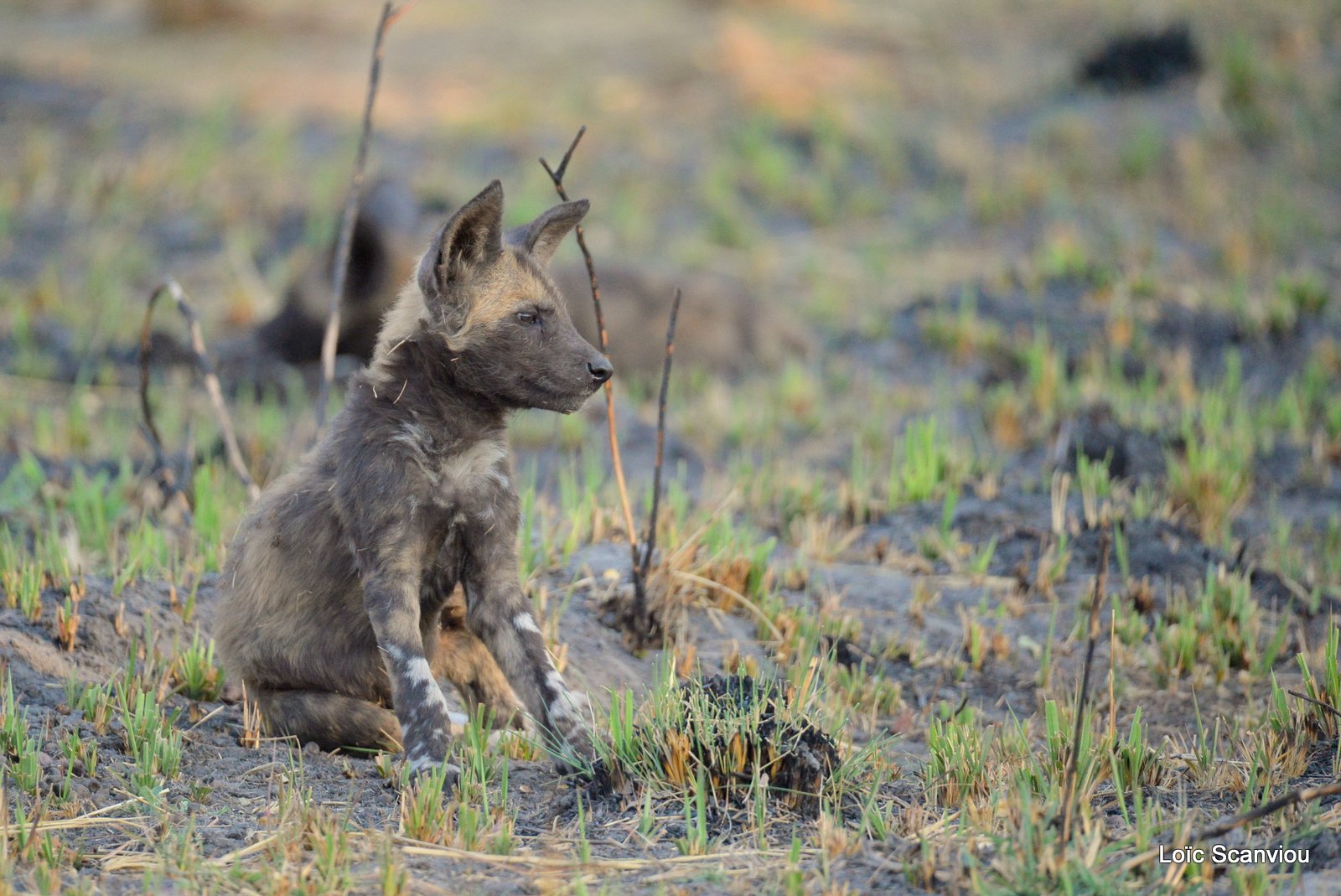 Lycaon/African Wild Dog (14)