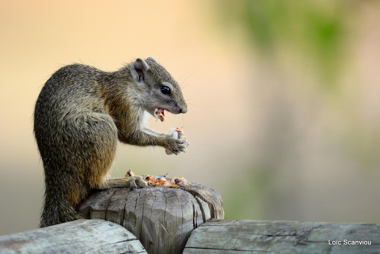 Ecureuil/Squirrel (1)
