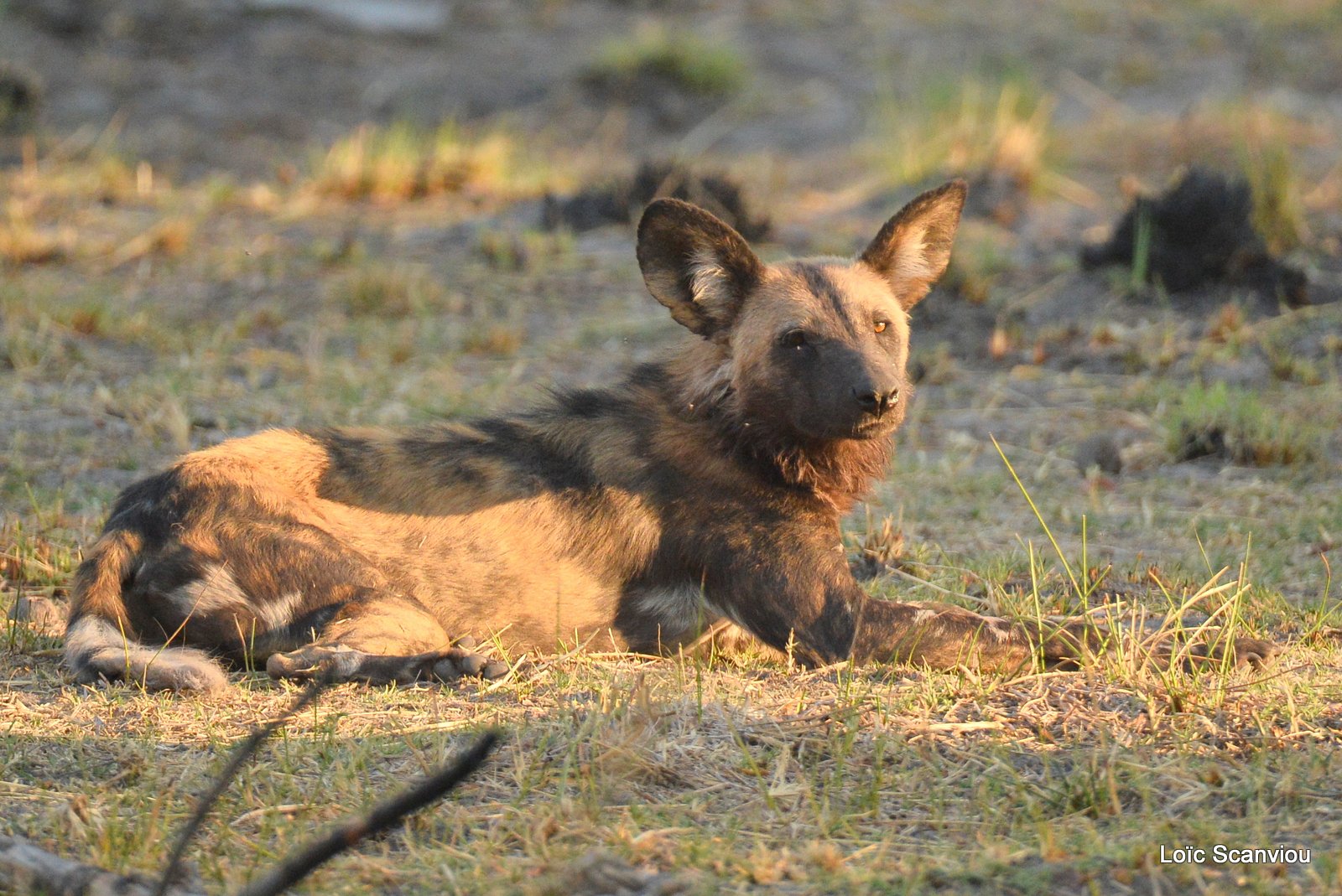 Lycaon/African Wild Dog (15)