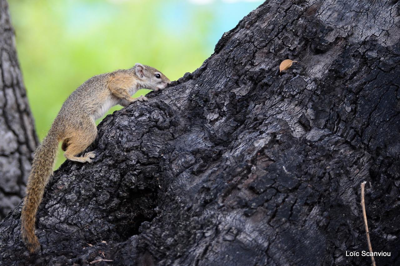 Ecureuil/Squirrel (2)