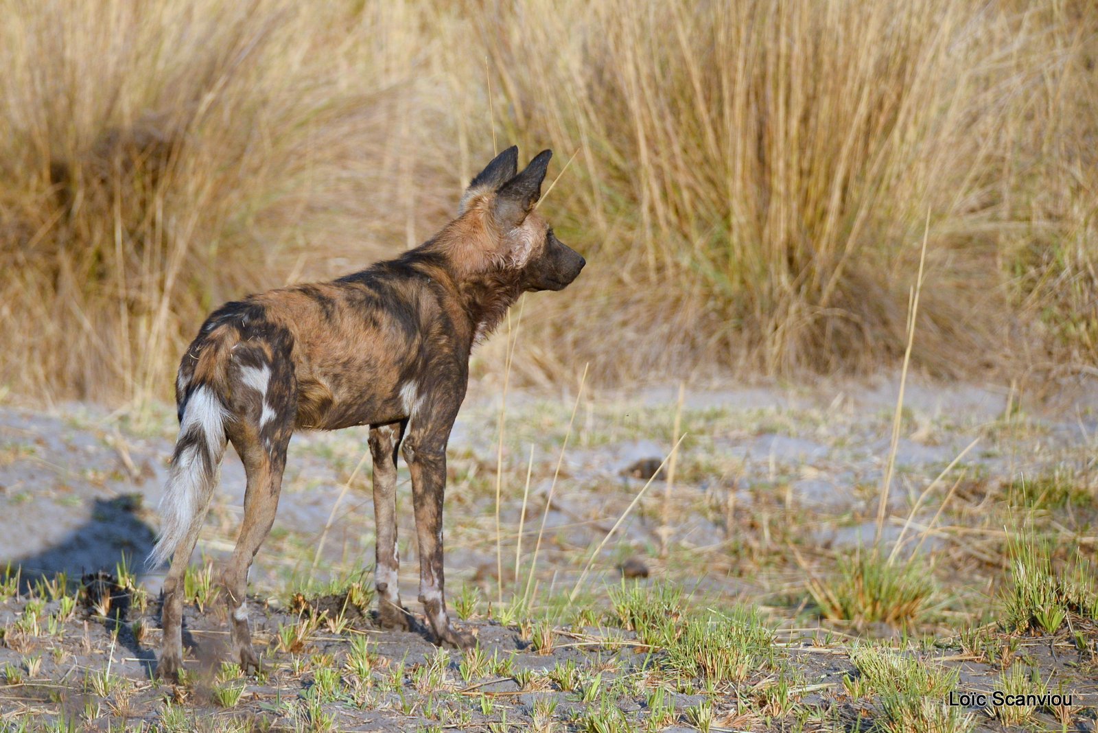 Lycaon/African Wild Dog (16)