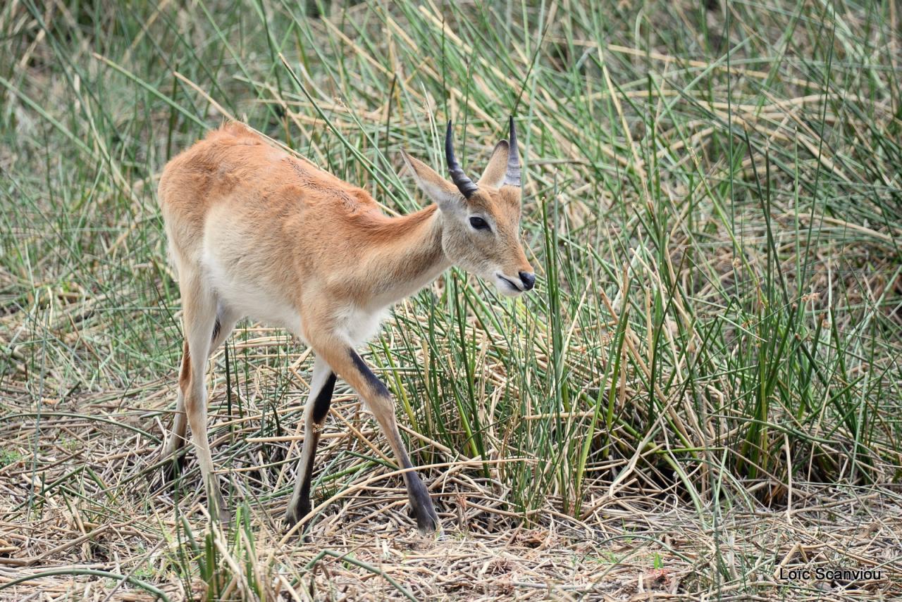 Cobe Lechwe/Red Lechwe (4)