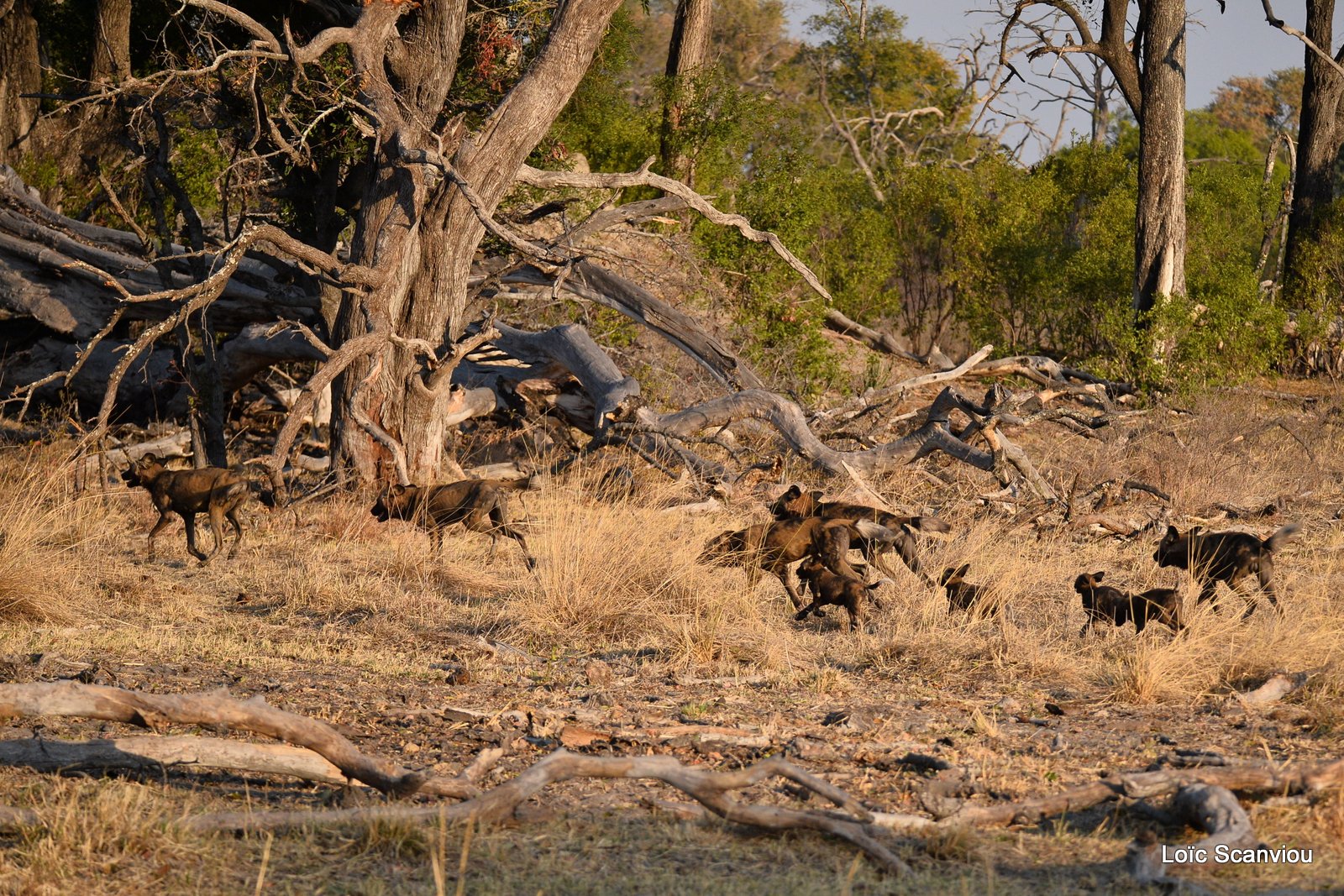 Lycaon/African Wild Dog (17)
