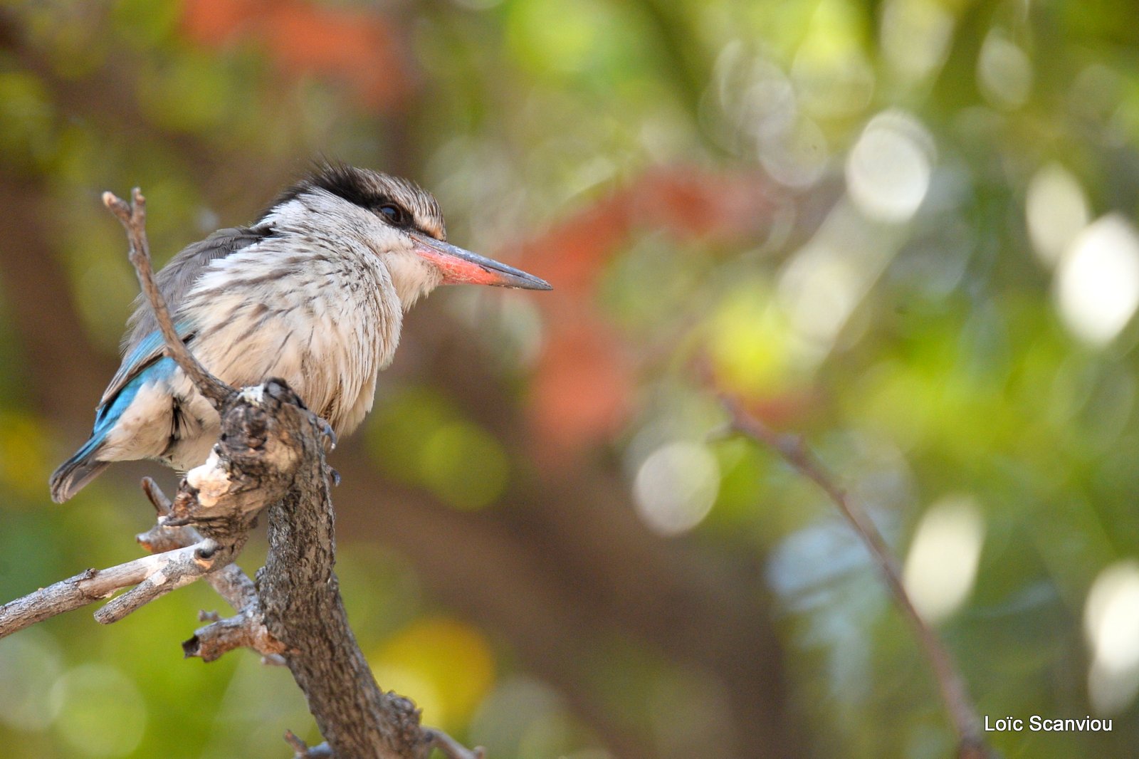 Martin-chasseur strié/Striped Kingfisher (1)