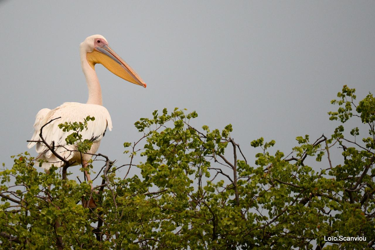 Pélican blanc/Great White Pelican (1)
