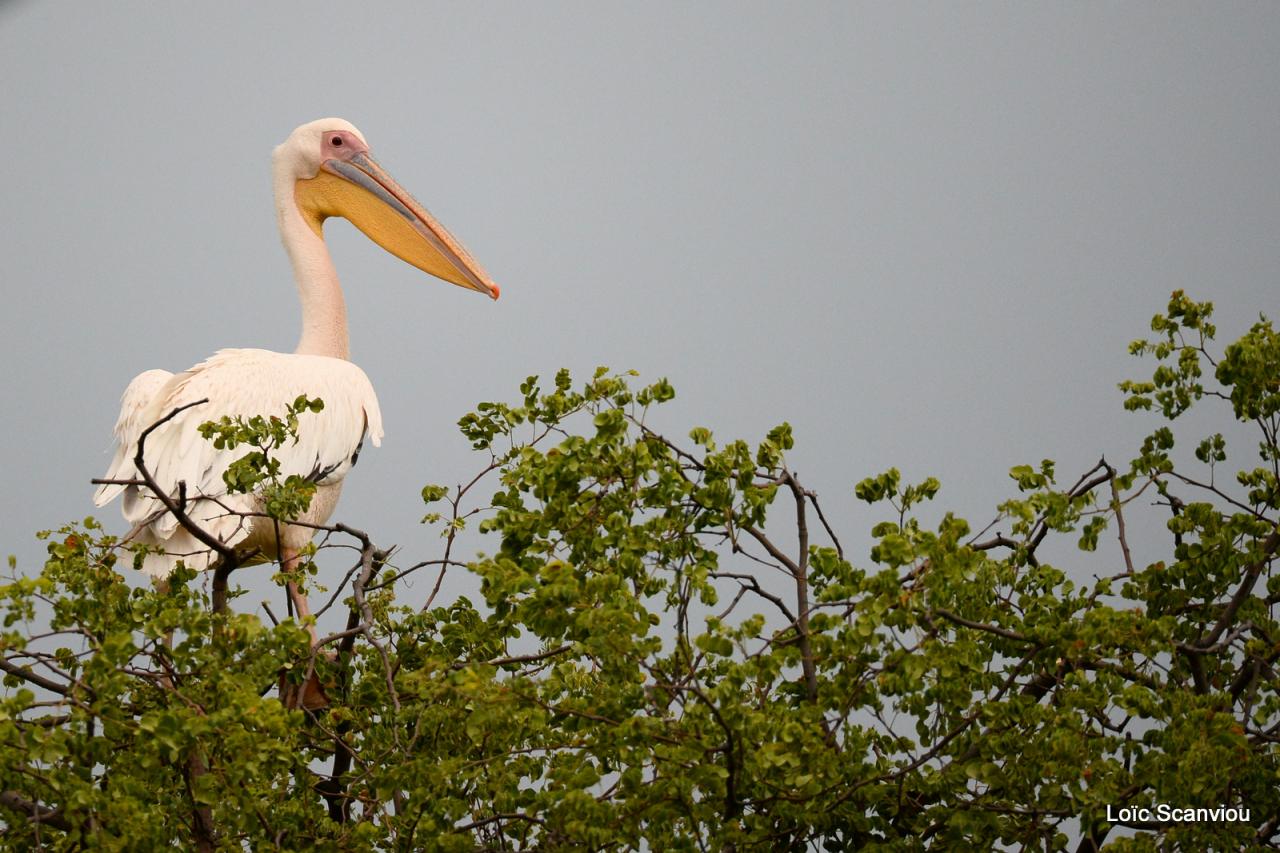 Pélican blanc/Great White Pelican (1)