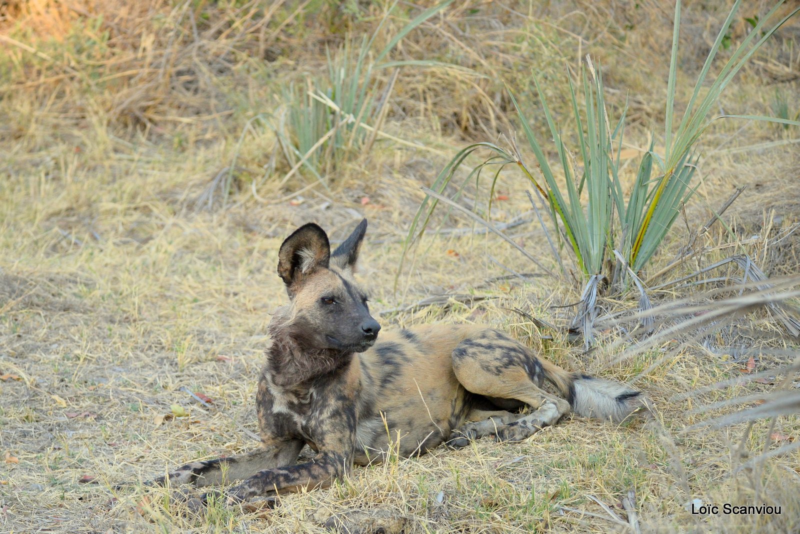 Lycaon/African Wild Dog (18)