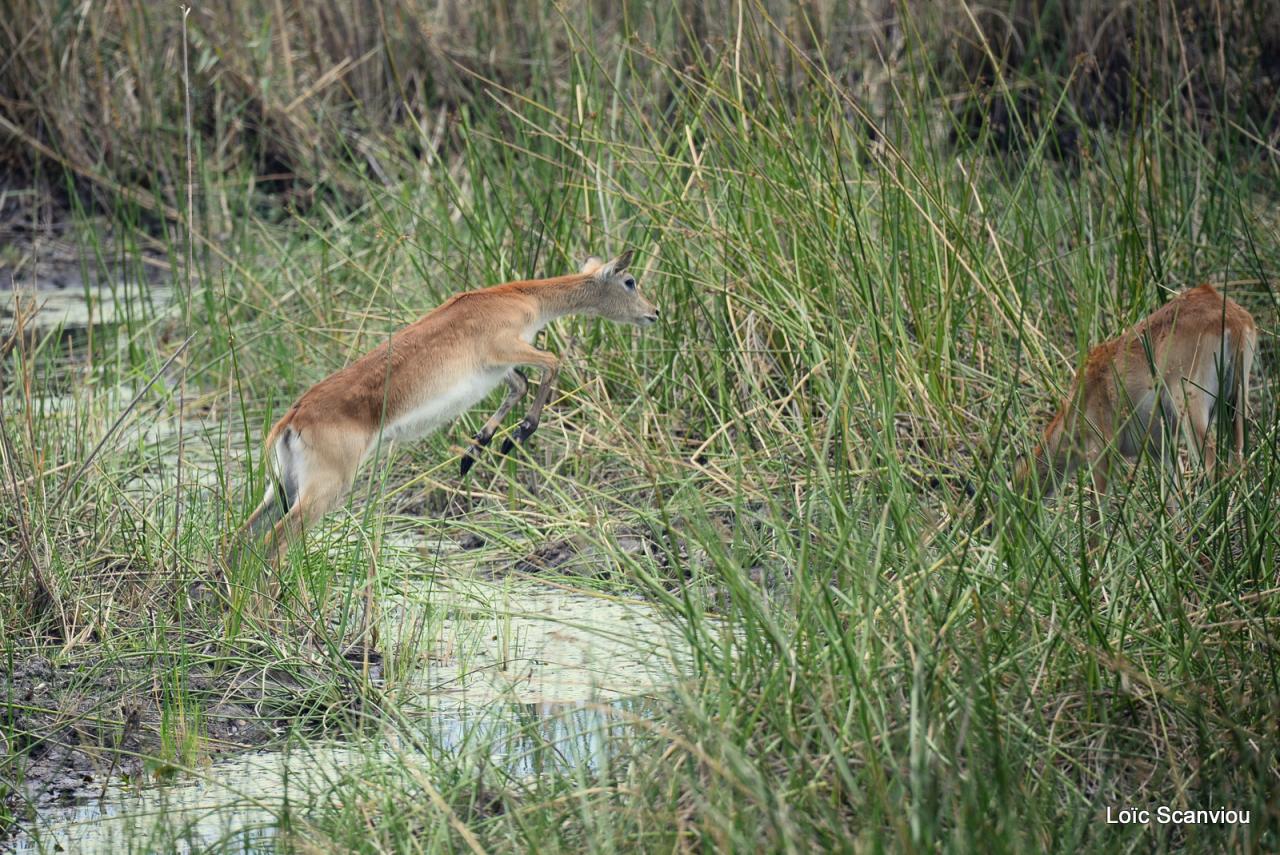 Cobe Lechwe/Red Lechwe (6)