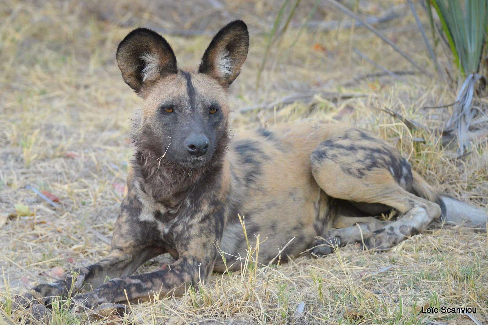Lycaon/African Wild Dog (19)