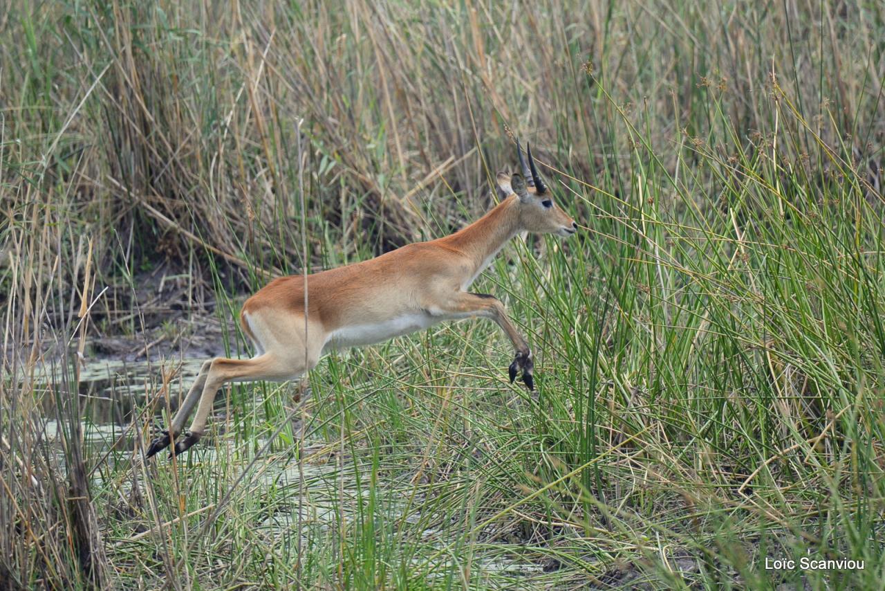 Cobe Lechwe/Red Lechwe (7)