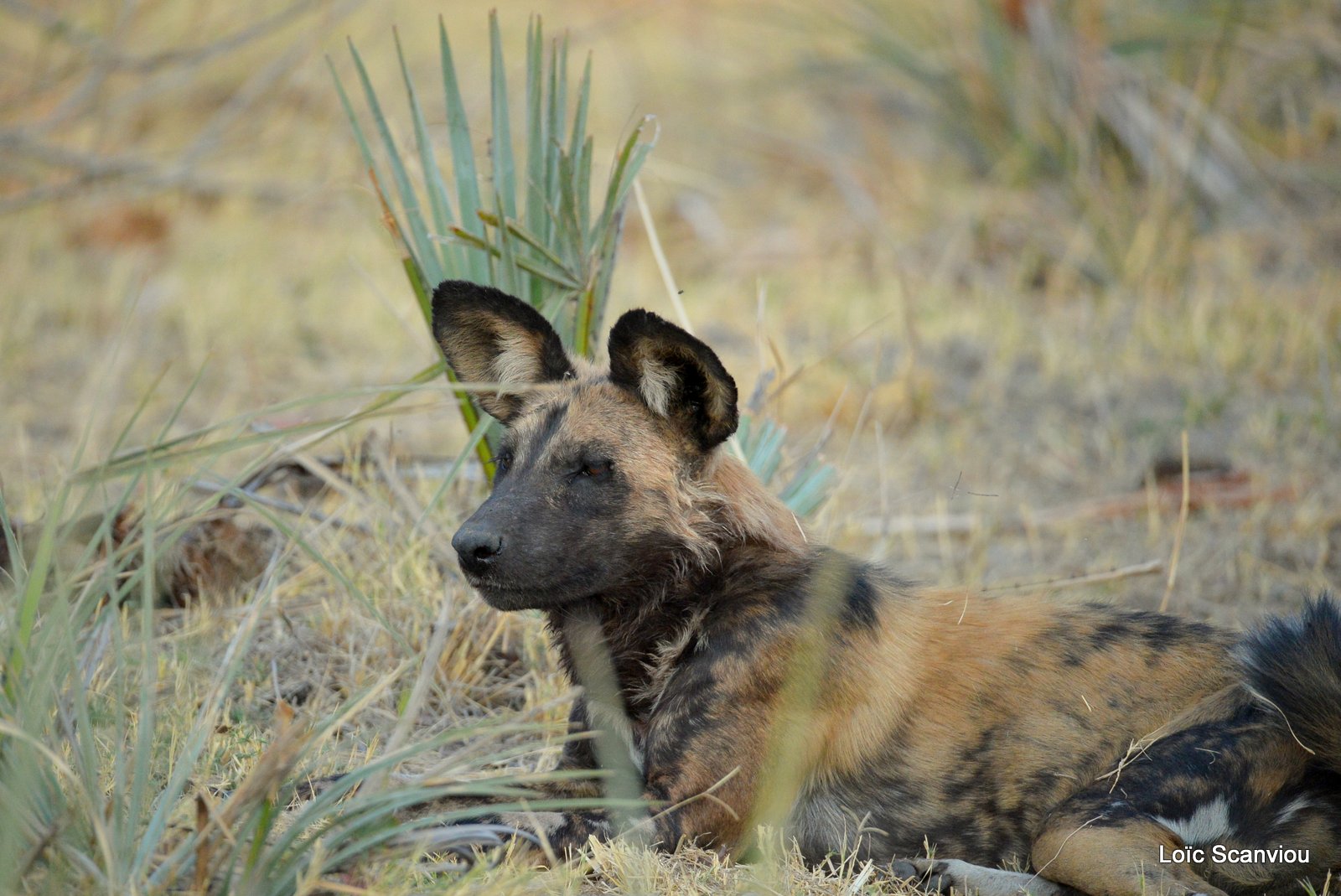 Lycaon/African Wild Dog (20)