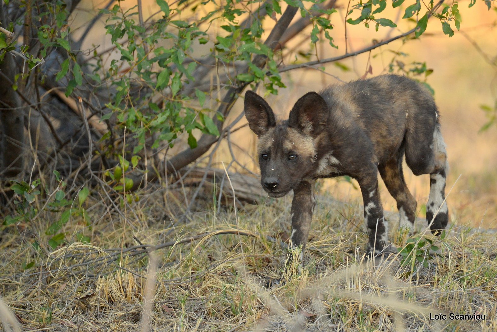 Lycaon/African Wild Dog (22)