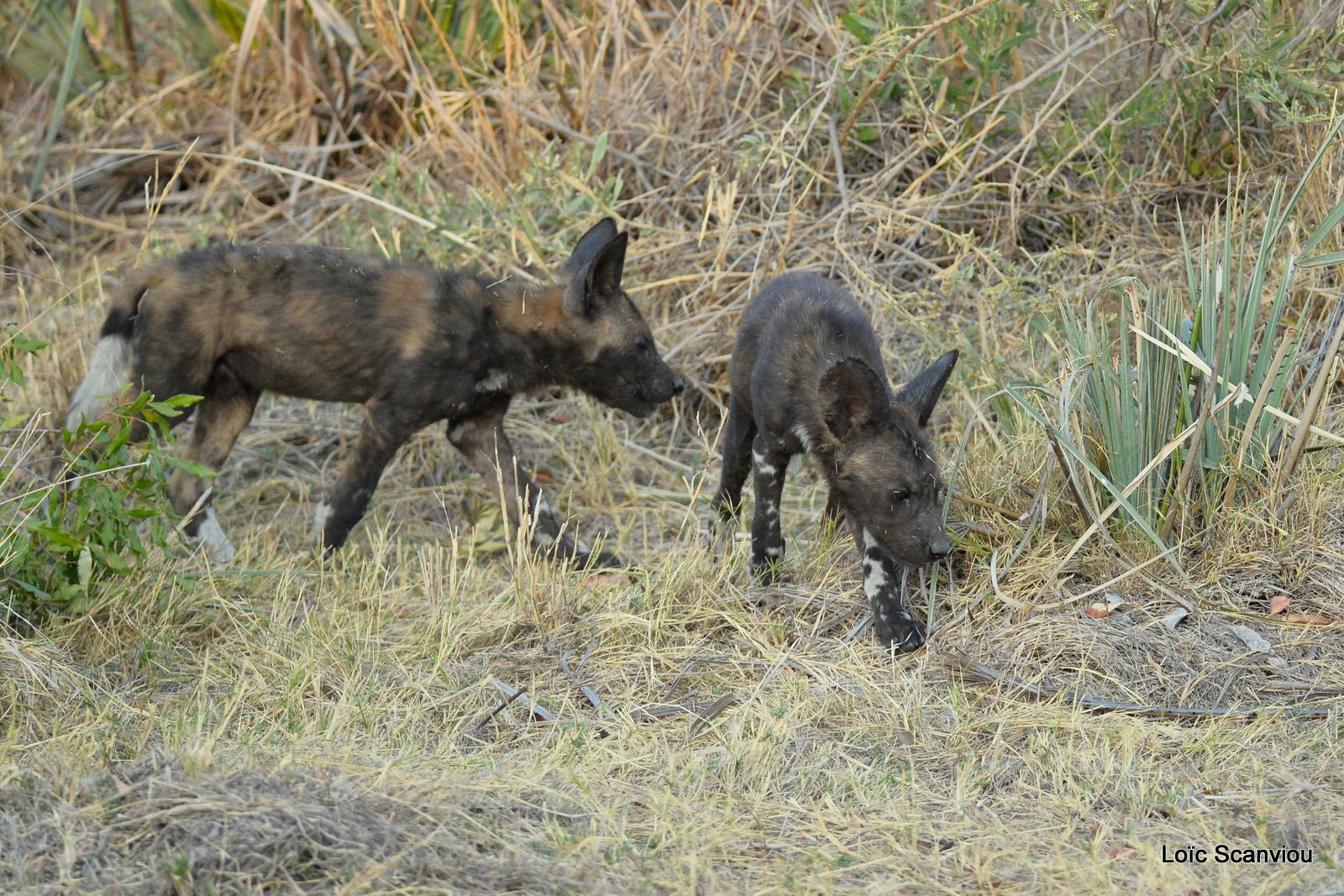Lycaon/African Wild Dog (23)