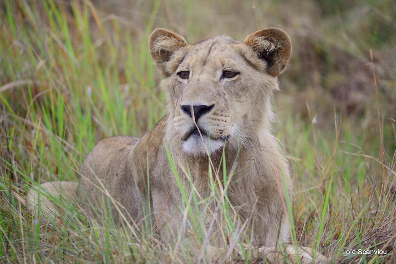 Lion (2)