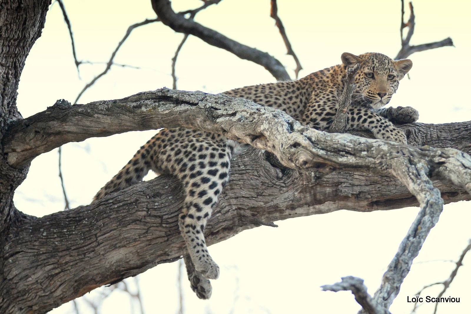 Léopard/Leopard (5)