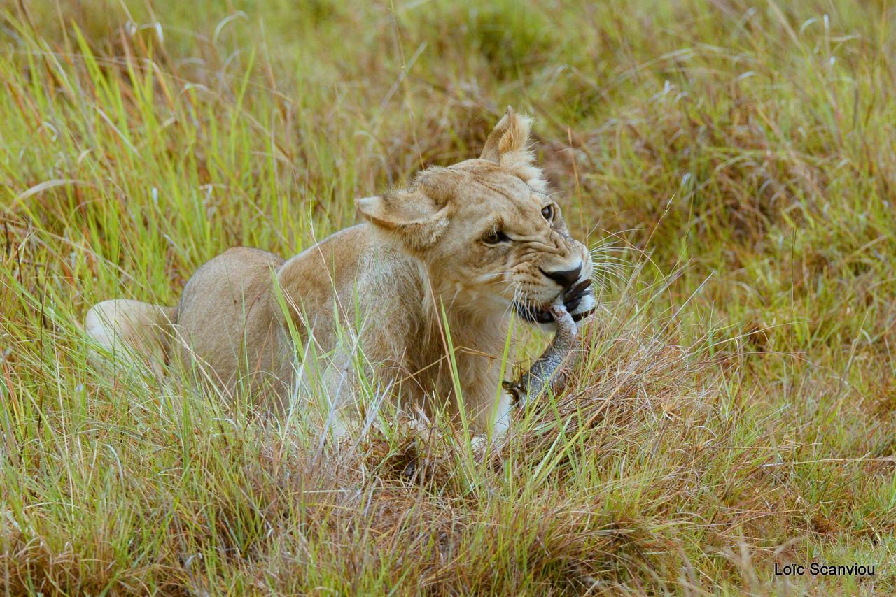 Lion (3)