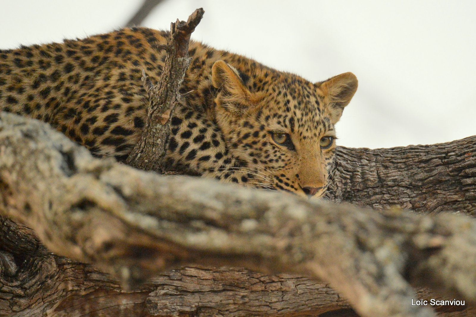 Léopard/Leopard (6)