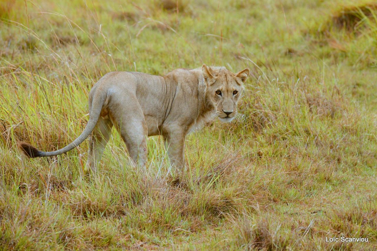 Lion (4)