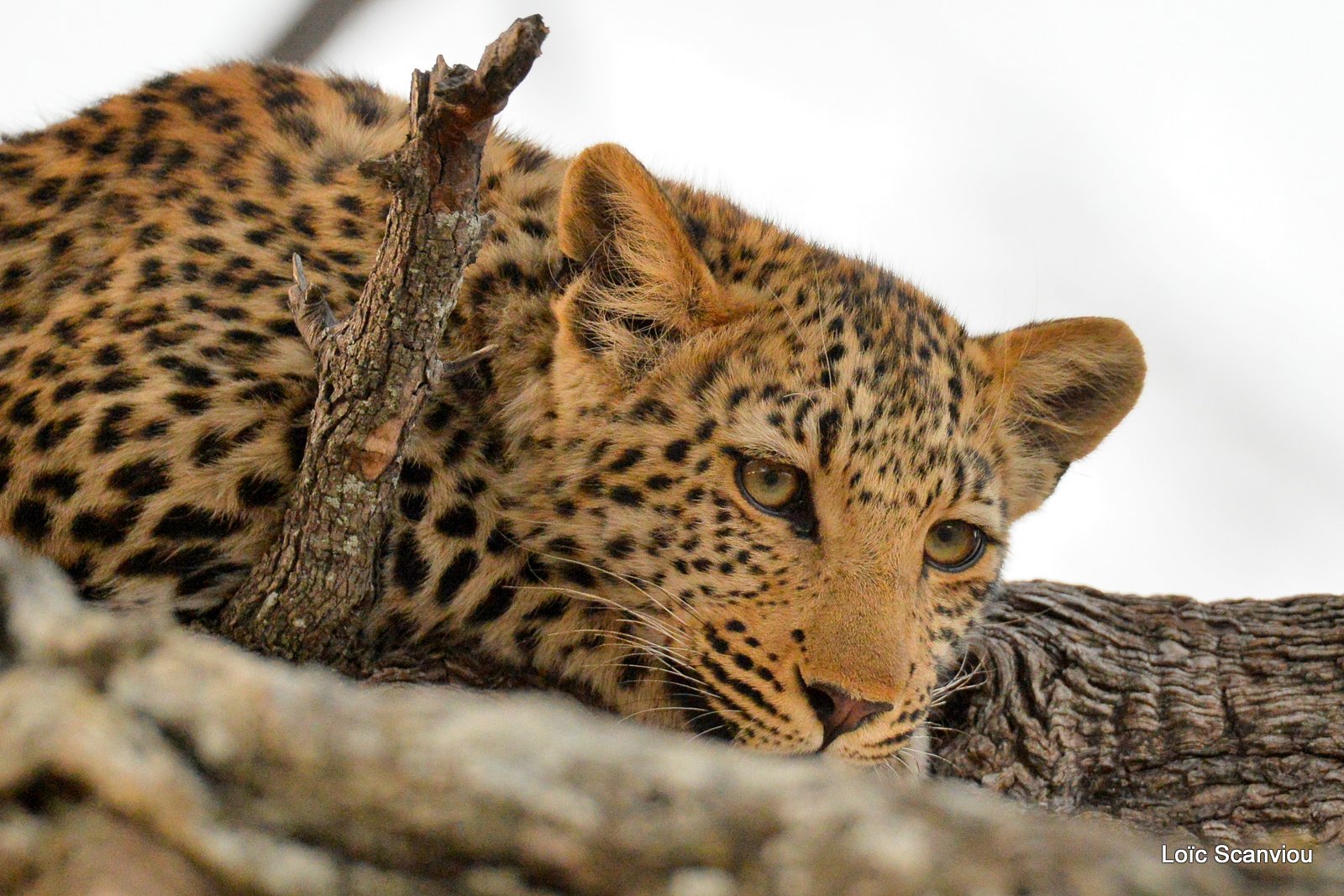 Léopard/Leopard (7)