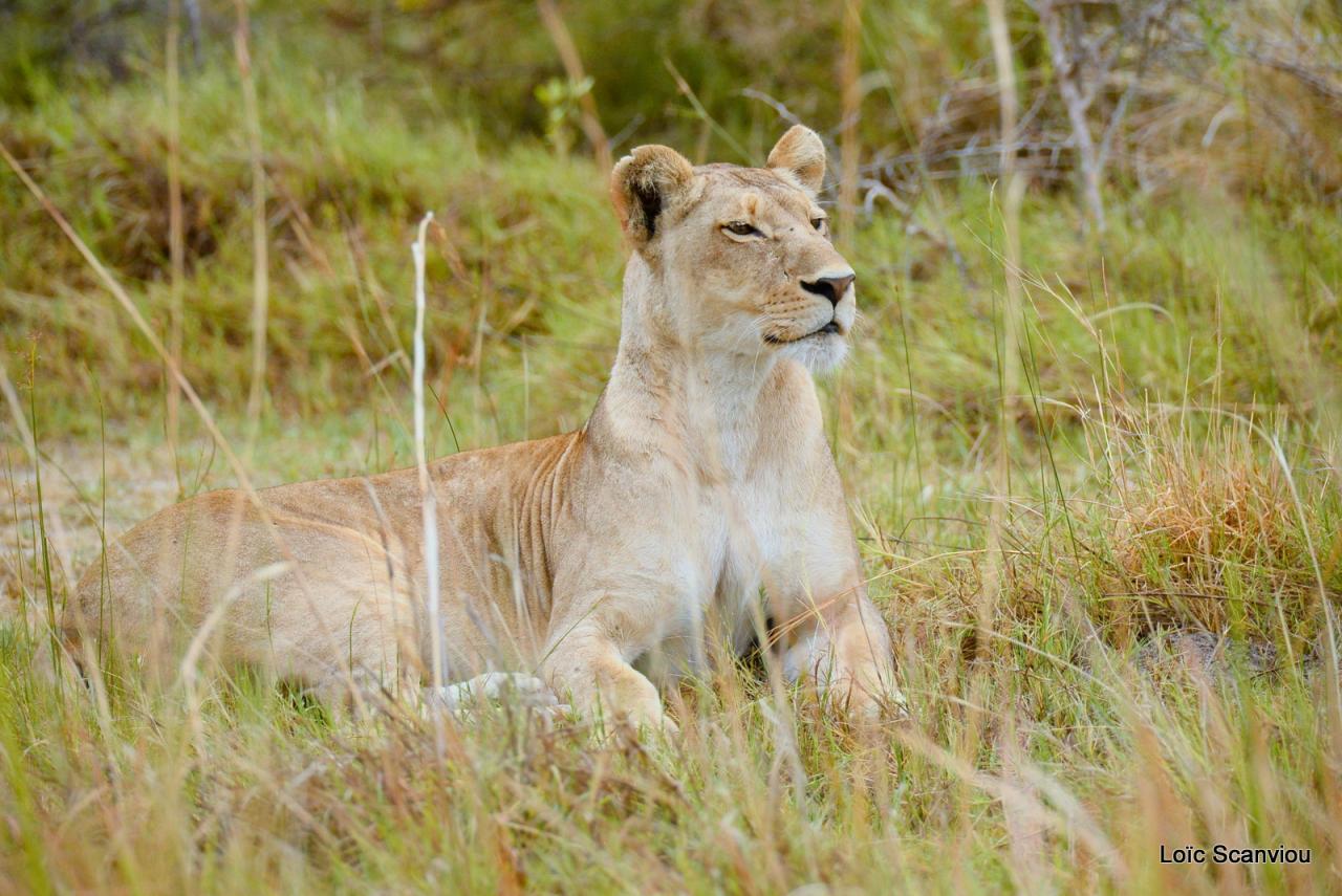 Lion (5)
