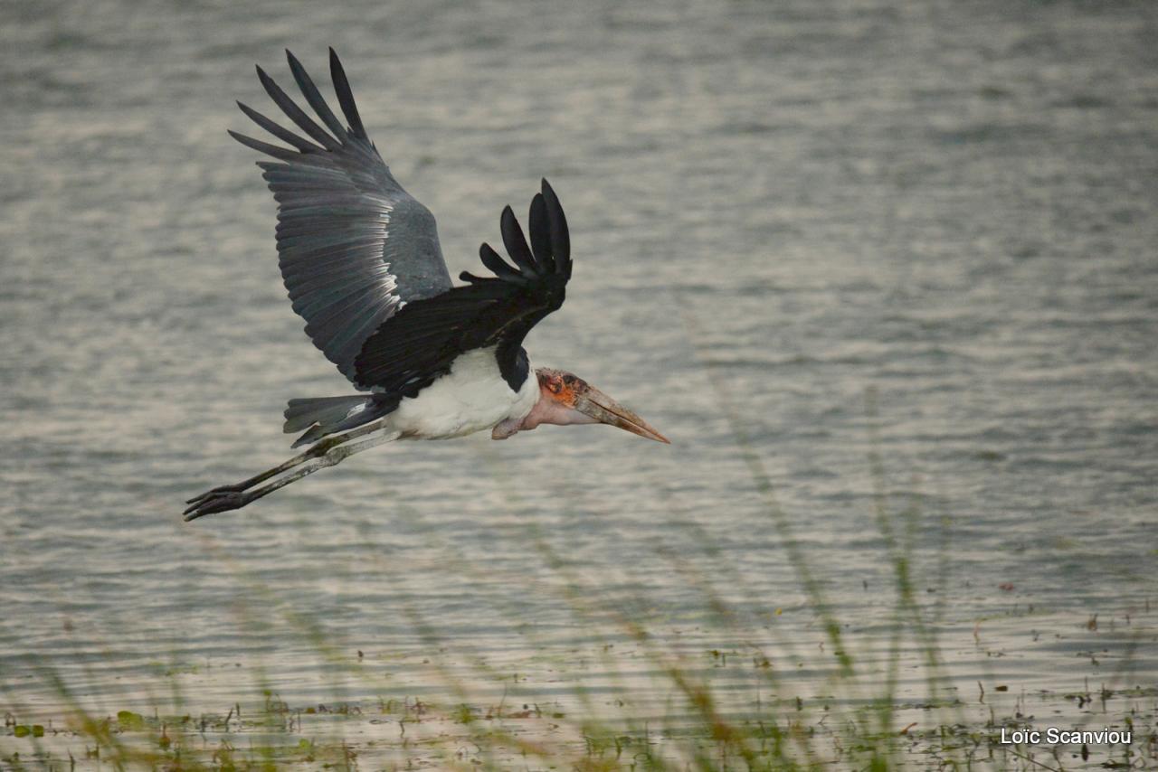 Marabout/Marabou Stork (1)